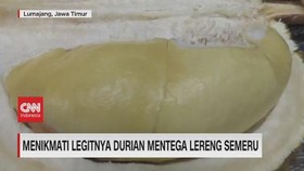 VIDEO: Menikmati Legitnya Durian Mentega Lereng Semeru