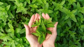 5 Daun untuk Asam Urat, Tak Perlu Repot Cukup Direbus