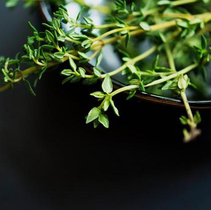 Thyme dapat menjadi obat batuk herbal.