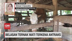 VIDEO: Belasan Ternak Mati Terkena Antraks