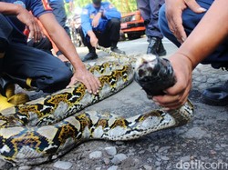 Hiii... Ular Piton Sembunyi Dalam Plafon Rumah Warga di Jaktim