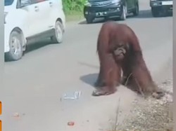 Viral Orang Utan Melintas di Jalan Raya di Kaltim