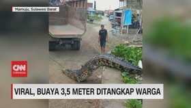 VIDEO: Buaya Sepanjang 3,5 Meter Ditangkap Warga