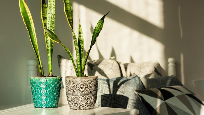 Cozy home interior decor, Sansevieria (snake plant) in ceramic pots on a white table on the background of a bed with decorative pillows, modern design on a sunny day