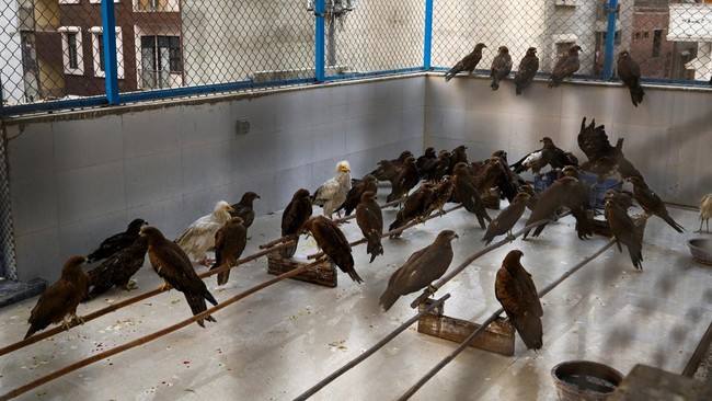 FOTO: Penyelamatan Burung-burung Pemangsa yang Terluka di India