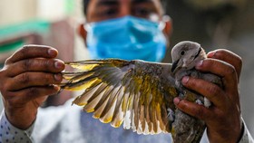FOTO: Penyelamatan Burung-burung Pemangsa yang Terluka di India