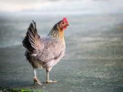 Ayam Keturunan Dinosaurus, Benarkah?