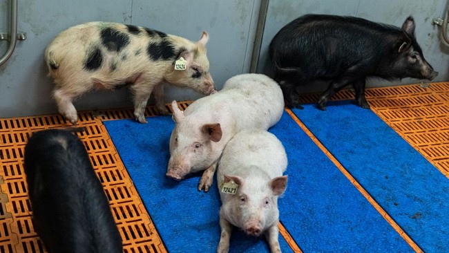 Singapura menghentikan impor babi asal Pulau Bulan, Batam sejak 23 April 2023 buntut kasus penyakit Flu Babi.