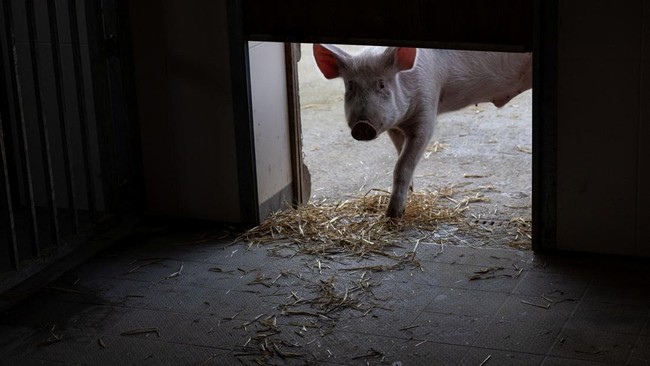 China mengalami krisis babi akibat menurunnya jumlah produksi peternak. Krisis produksi dipicu kenaikan biaya pakan babi.
