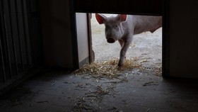 China Kekurangan Stok Daging Babi