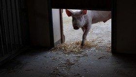 img-title China Kekurangan Stok Daging Babi
