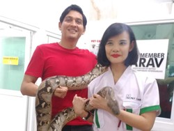 Lucky Hakim Beri Perawatan Terbaik untuk Ularnya yang Idap Tumor