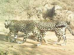 Ternyata Ini Fungsi Belang dan Bintik pada Macan Tutul hingga Zebra