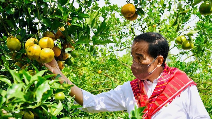 Presiden Joko Widodo memetik Jeruk, di Liang Melas Datas, Kabupaten Karo, Provinsi Sumatera Utara, pada Jumat, 4 Februari 2022. (Dok: Biro Pers Sekretariat Presiden) 