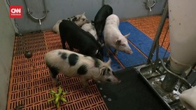 VIDEO: Intip Lab Kloning Babi untuk Transplantasi Jantung Manusia