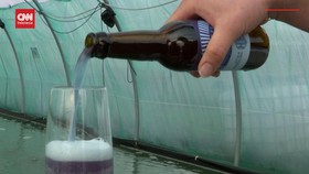 VIDEO: Prancis Buat Bir Biru dari Ganggang Spirulina