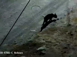 Saat Kucing Hitam Manis di Semeru Dikira Macan Kumbang
