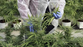 MK soal Legalisasi Ganja Medis: Sidang Uji UU Narkotika Panjang