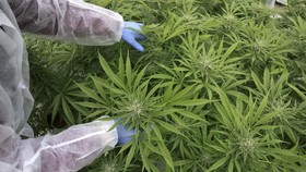 img-title Kepala BNN: Saya Tak Akan Pernah Setuju Ganja Medis