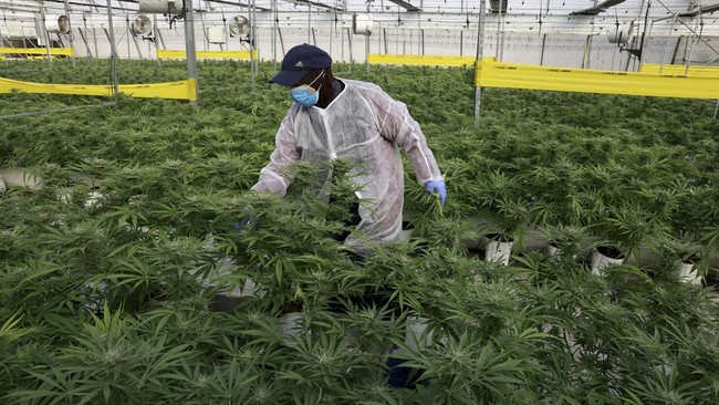 Maroko dan Afghanistan, berikut tujuh besar negara-negara yang menjadi produsen resin ganja di dunia.