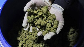 22 Biksu Bawa Ganja Kush Ditangkap di Bandara Sri Lanka