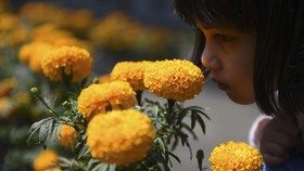 FOTO: Menyusuri Taman Aromatik Rumah Atsiri Indonesia