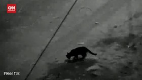 VIDEO: Kemunculan Macan Kumbang DI Sekitar Aliran Lahar Gunung Semeru