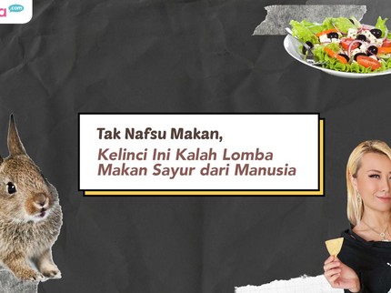 Tak Nafsu Makan, Kelinci Ini Kalah Lomba Makan Sayur dari Manusia