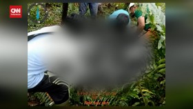 VIDEO: Pekerja Hutan Tanaman Industri Trewas DIterkam Harimau