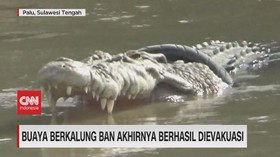 VIDEO: Buaya Berkalung Ban Akhirnya Berhasil Dievakuasi