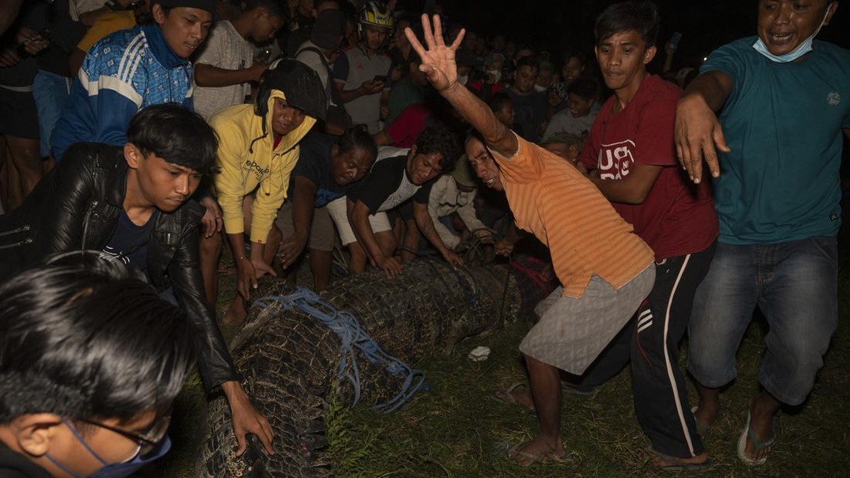 FOTO: Buaya Berkalung Ban di Palu Berhasil Dibebaskan