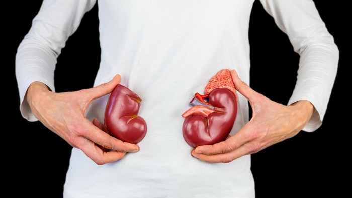 Woman holding artificial model human kidney halves at white body with black. This artificial organ model is used for education in high school to learn students about biology. They learn about the human body and how our kidneys work. Our kidneys function as a filter for the blood circulation.