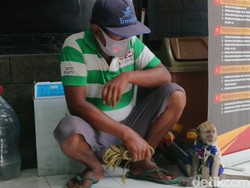 Sekelompok Topeng Monyet Terjaring Razia di Tulungagung
