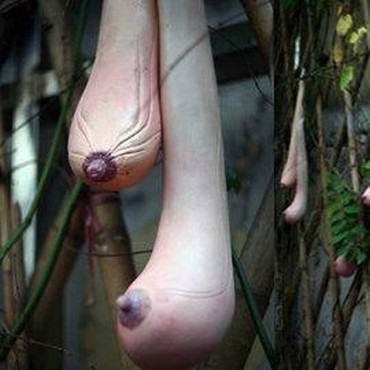 3 Tanaman dengan Bentuk Unik Mirip Alat Vital Manusia