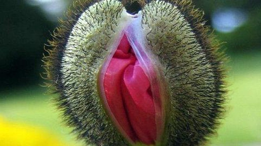 Tanaman Poppy