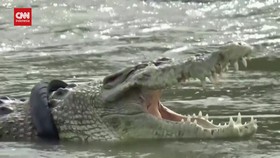 VIDEO: Momen Warga Evakuasi Buaya Berkalung Ban di Palu