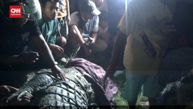 VIDEO: Warga Palu Berhasil Lepaskan Ban Yang Menjerat Leher Buaya