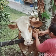 Disebut Jadi Penyebab Antraks di Gunungkidul Sampai Merenggut Korban Jiwa, Apa Itu Tradisi Brandu?