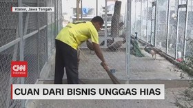 VIDEO: Cuan Dari Bisnis Unggas Hias