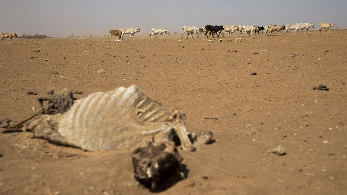 FOTO: Jutaan Orang Hadapi Kekeringan Terburuk di Ethiopia