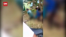 VIDEO: Tragis, Seorang Nenek Tewas Dililit Ular Piton 6 Meter
