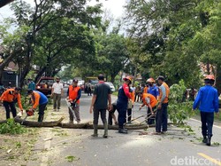 Trenggalek Antisipasi Pohon Tumbang Saat Angin Kencang dengan Pengeprasan