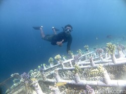 IPB Kembangkan Metode Replantasi Terumbu Karang di Raja Ampat