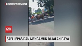 VIDEO: Sapi Lepas dan Mengamuk di Jalan Raya