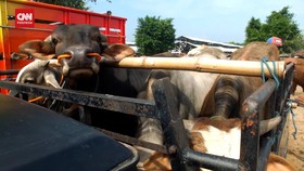 VIDEO: 12 Warga Positif Antraks Usai Makan Daging Ternak Yang Terpapar