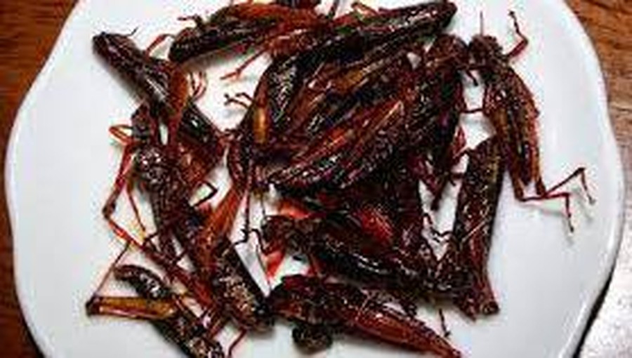 5 Makanan Ekstrem Jepang, Ada Sperma Ikan hingga Belalang Manis 5 Makanan Ekstrem Jepang, Ada Sperma Ikan hingga Belalang Manis
