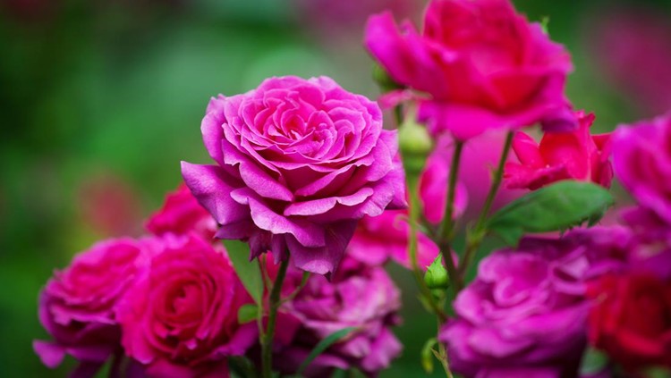 Pink roses blossom on green blurred background close up, beautiful red rose bunch macro, growing purple flowers in bloom on flowerbad, elegant floral arrangement, romantic holiday greeting card design