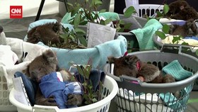 VIDEO: Koala Masuk Spesies Terancam Punah