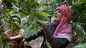 FOTO: Panen Kopi Khawlani Tiga Generasi di Arab Saudi