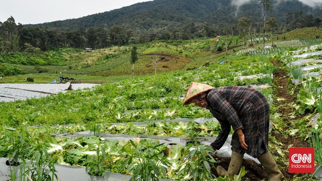 Wacana pemerintah ubah 20 juta hektar hutan jadi lahan pangan dan energi tuai kritik.